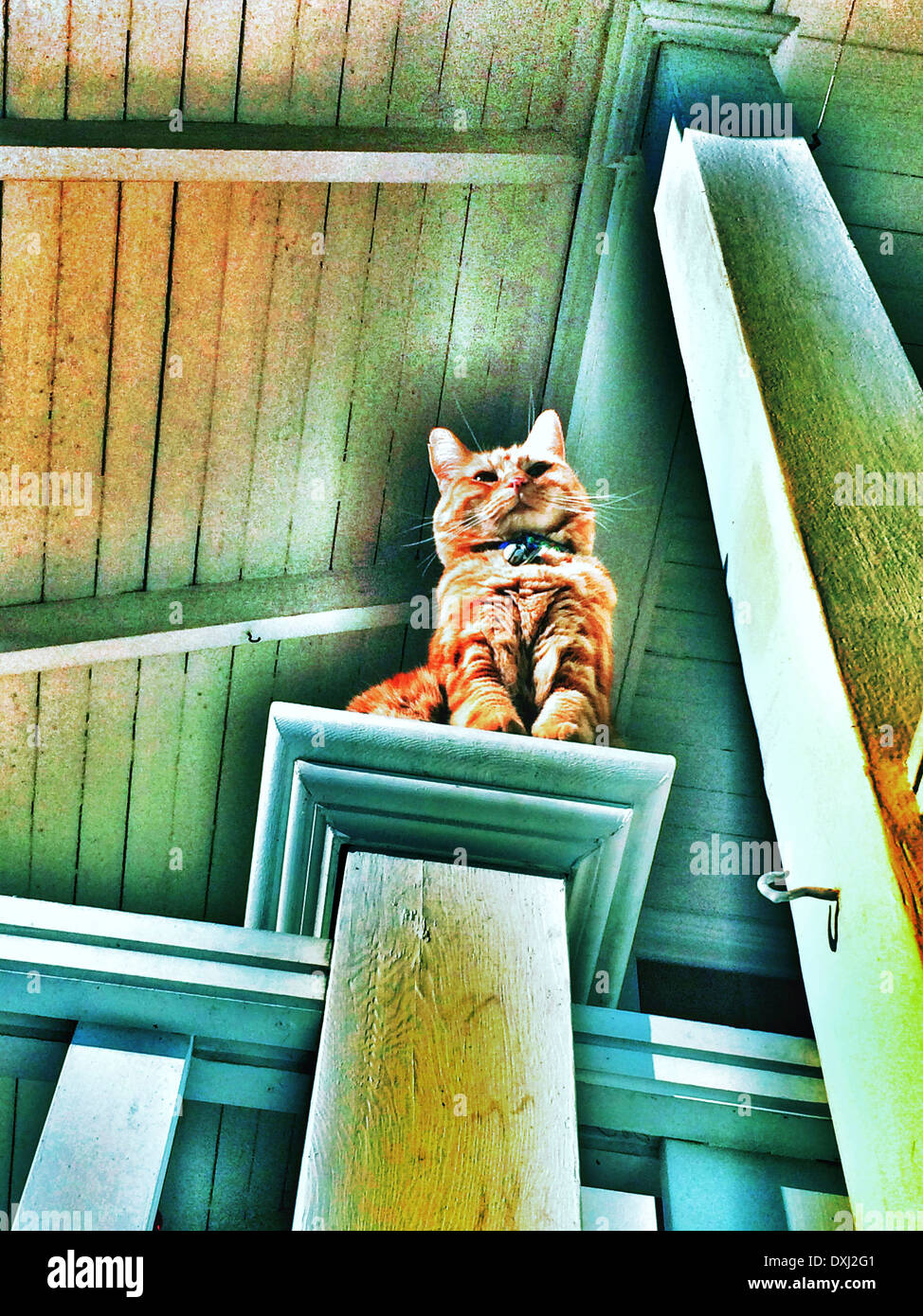 Cat on bannister Stock Photo Alamy