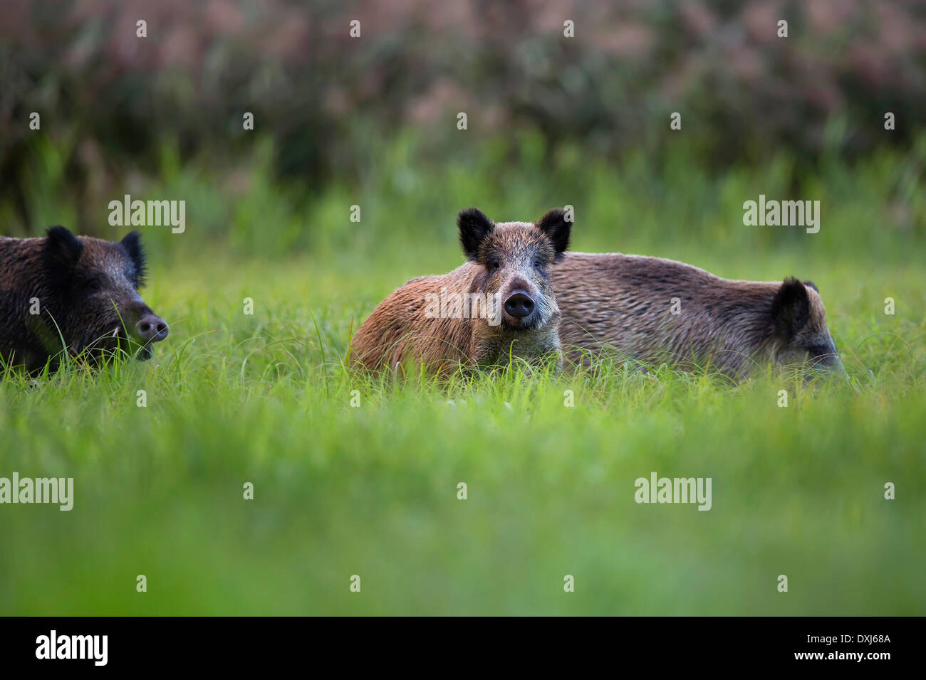 Boars in the wild, in a clearing. Stock Photo