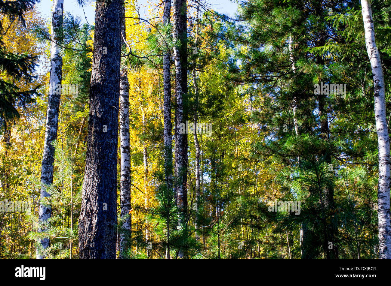 Mixed boreal forest hi-res stock photography and images - Alamy