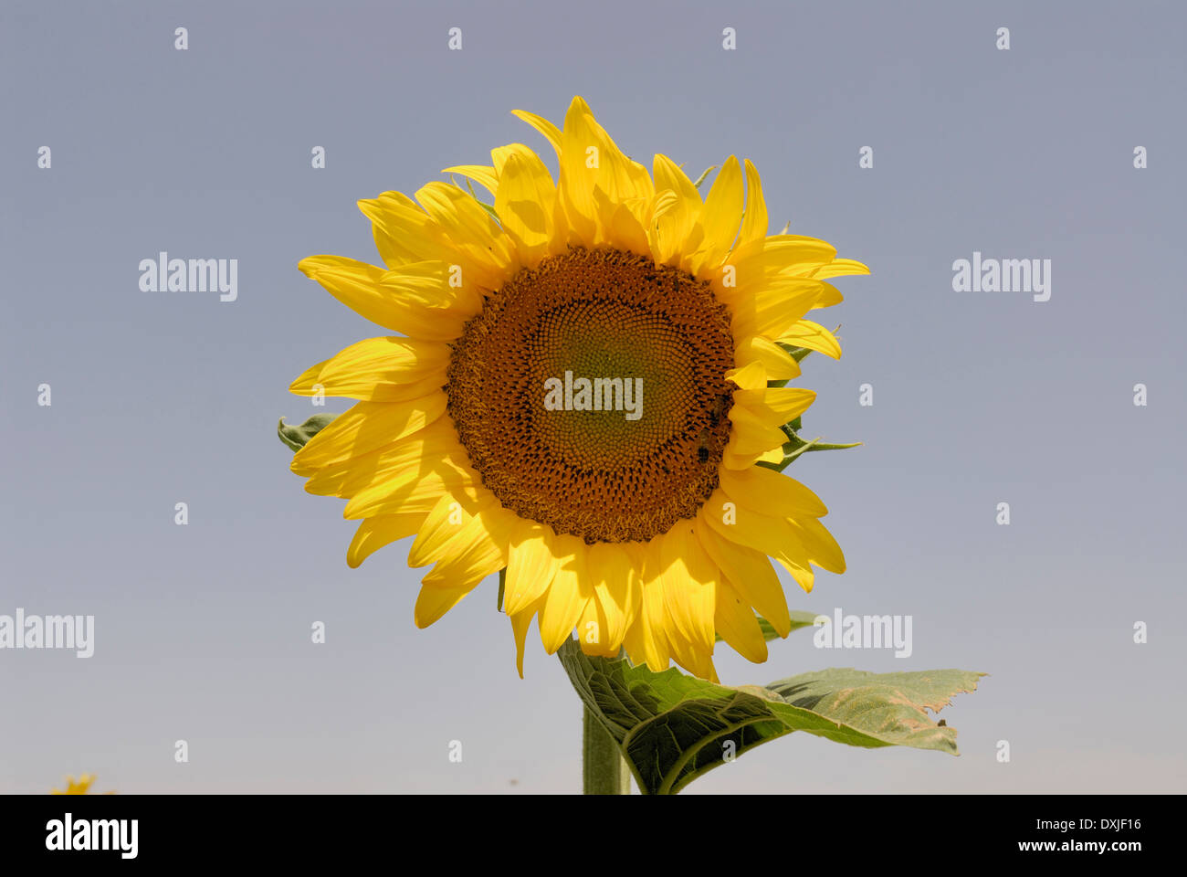 Sunflower close up hi-res stock photography and images - Alamy