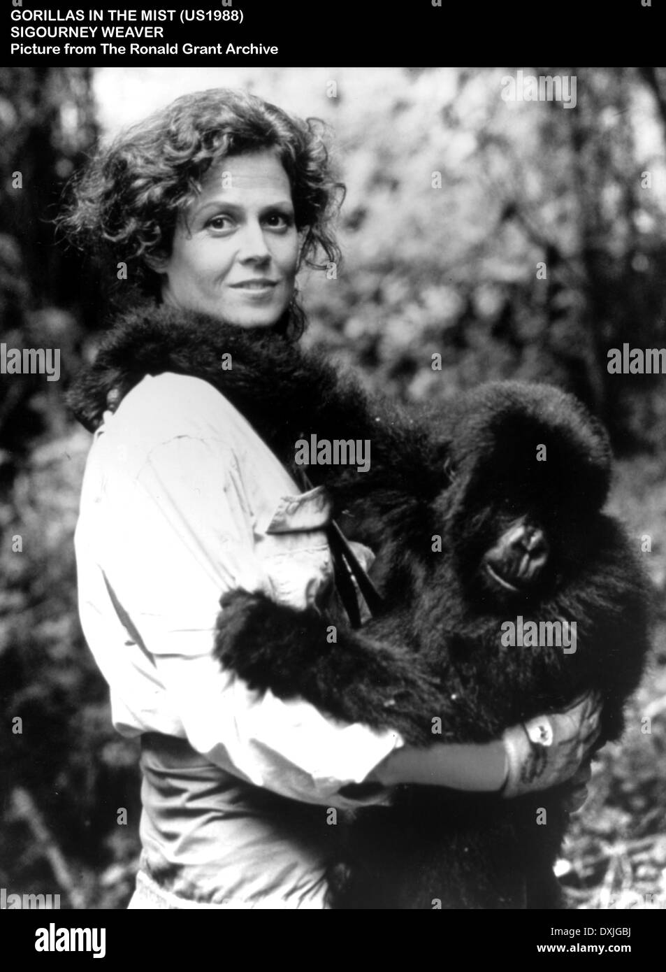 Gorillas in the mist 1988 sigourney weaver Black and White Stock Photos ...