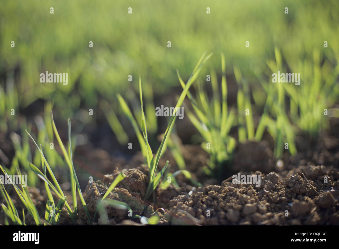 Grass up close hi-res stock photography and images - Alamy