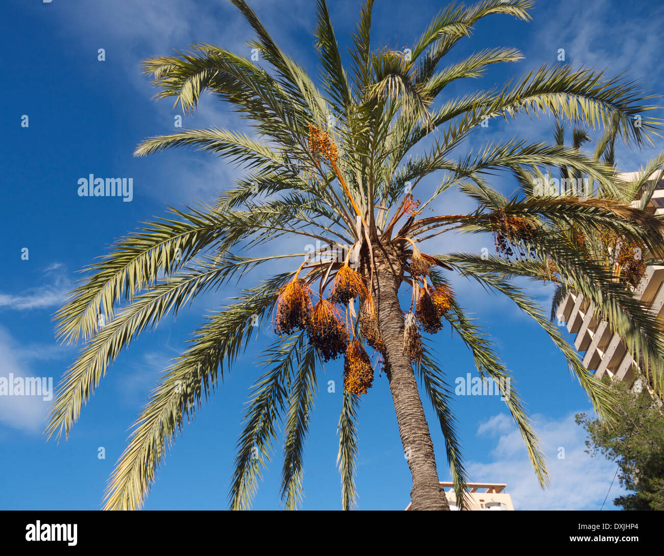 Leafy green blue sky hi-res stock photography and images - Alamy