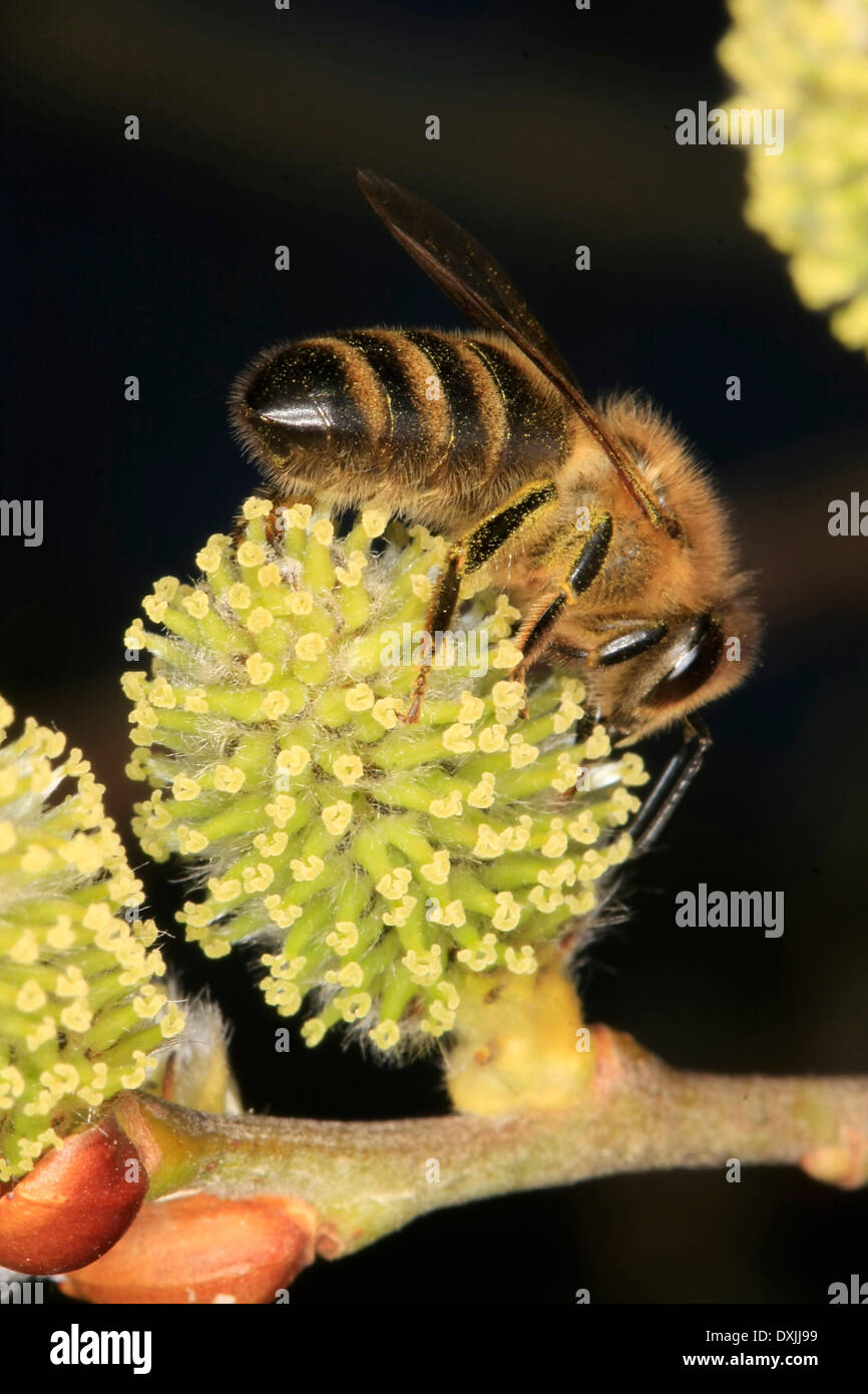 Honeybee on female willow catkin (Salix). Stock Photo