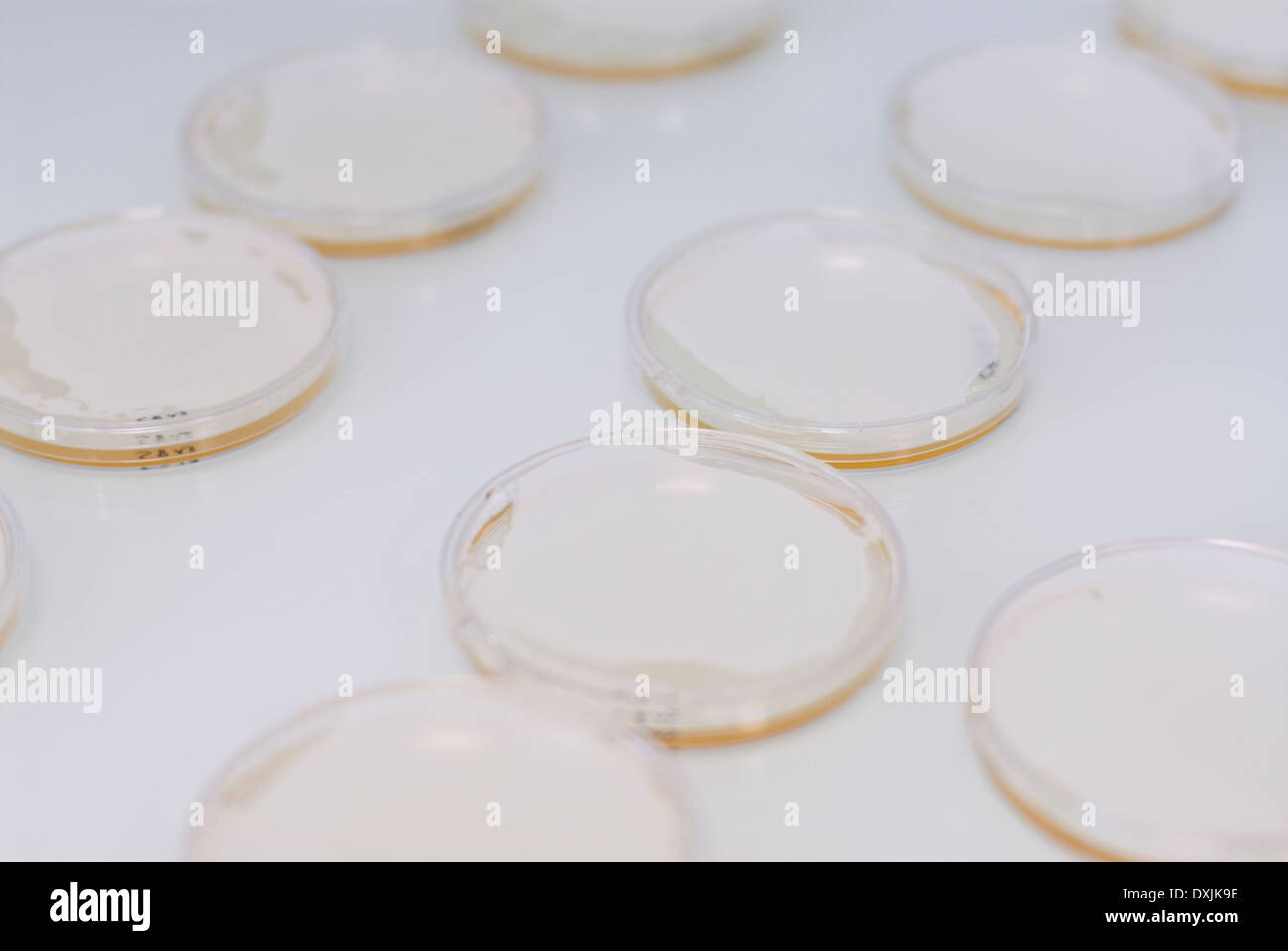 Petri dishes Stock Photo