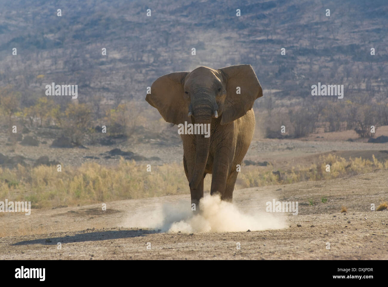 Elephant animal angry attack hi-res stock photography and images - Alamy Elephant animal angry attack hi-res stock photography and images - Alamy