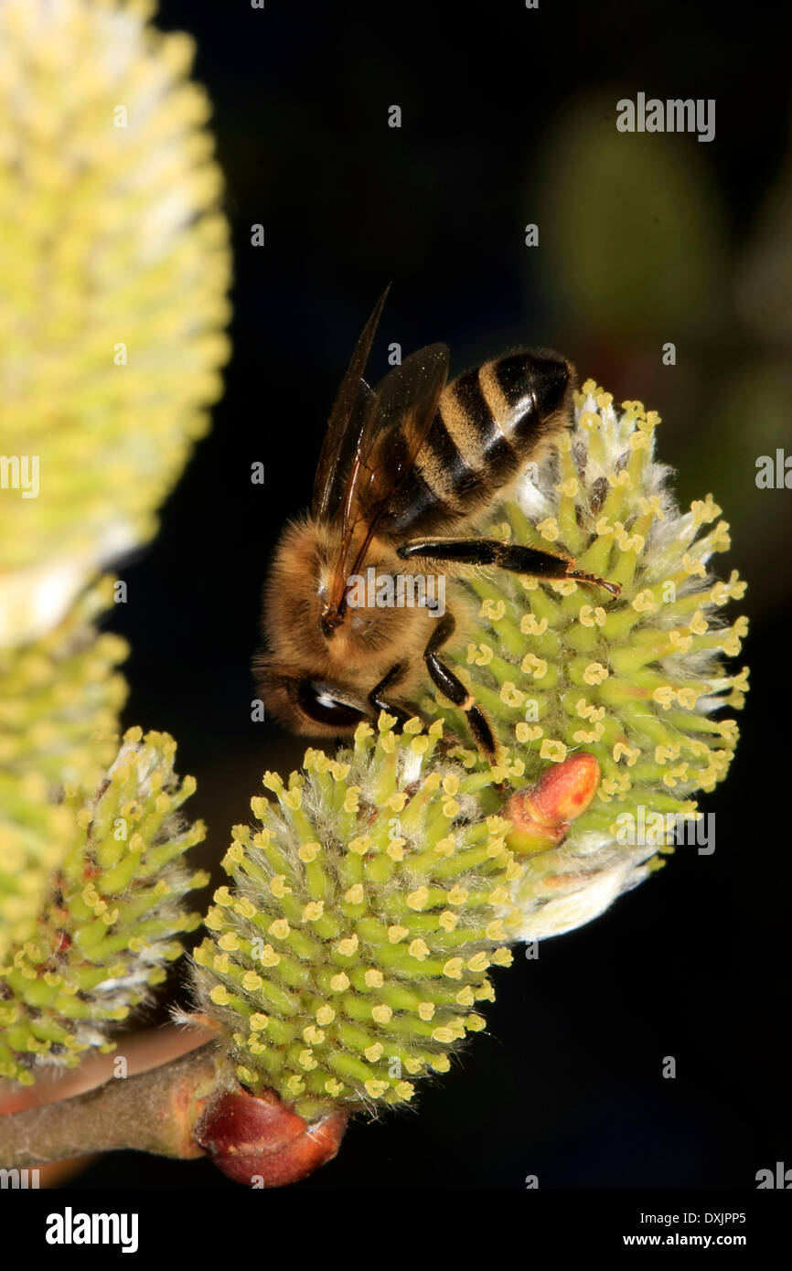 Honeybee on female willow catkin (Salix). Stock Photo