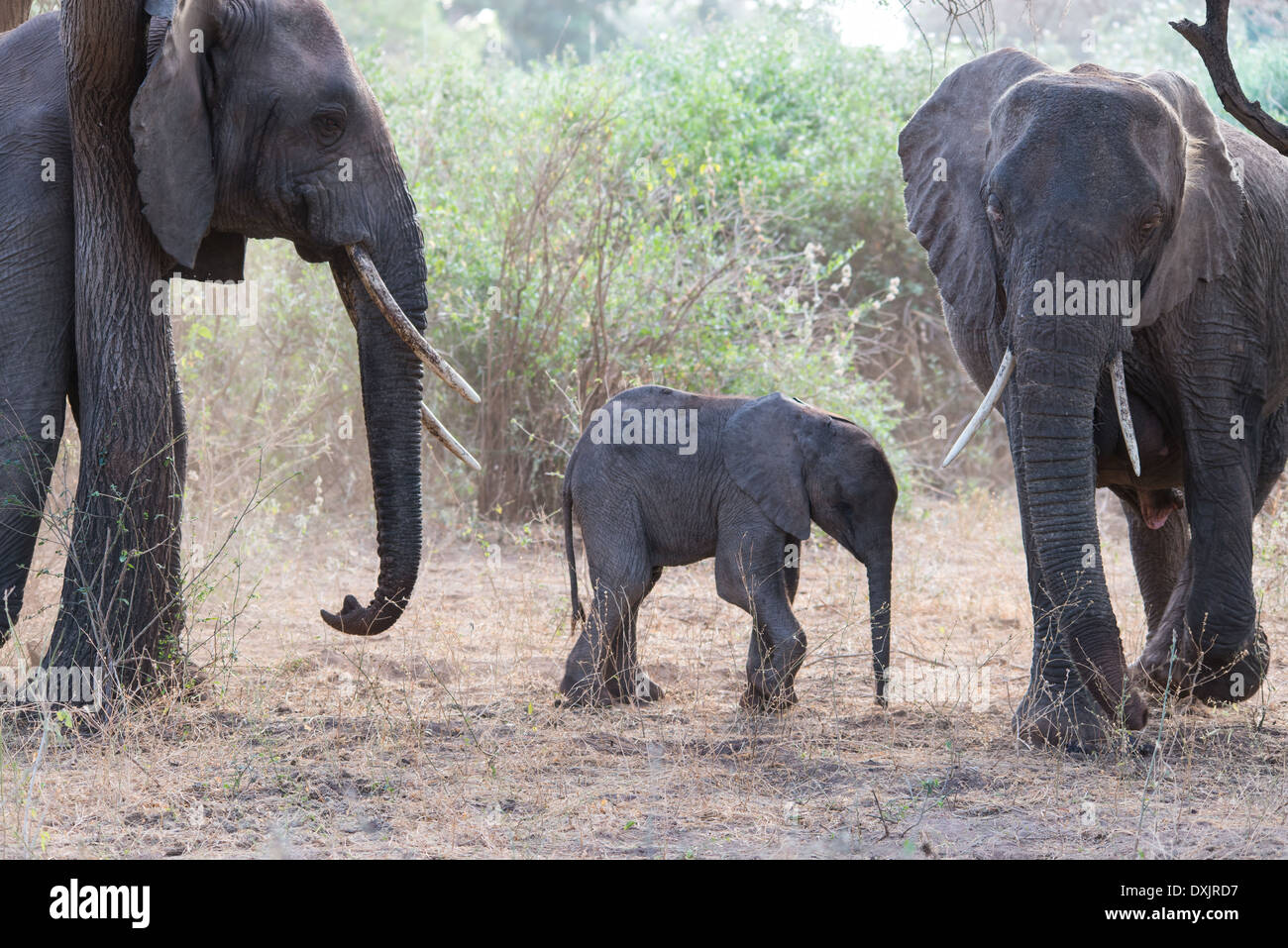 An elephant family in Tanzania Stock Photo