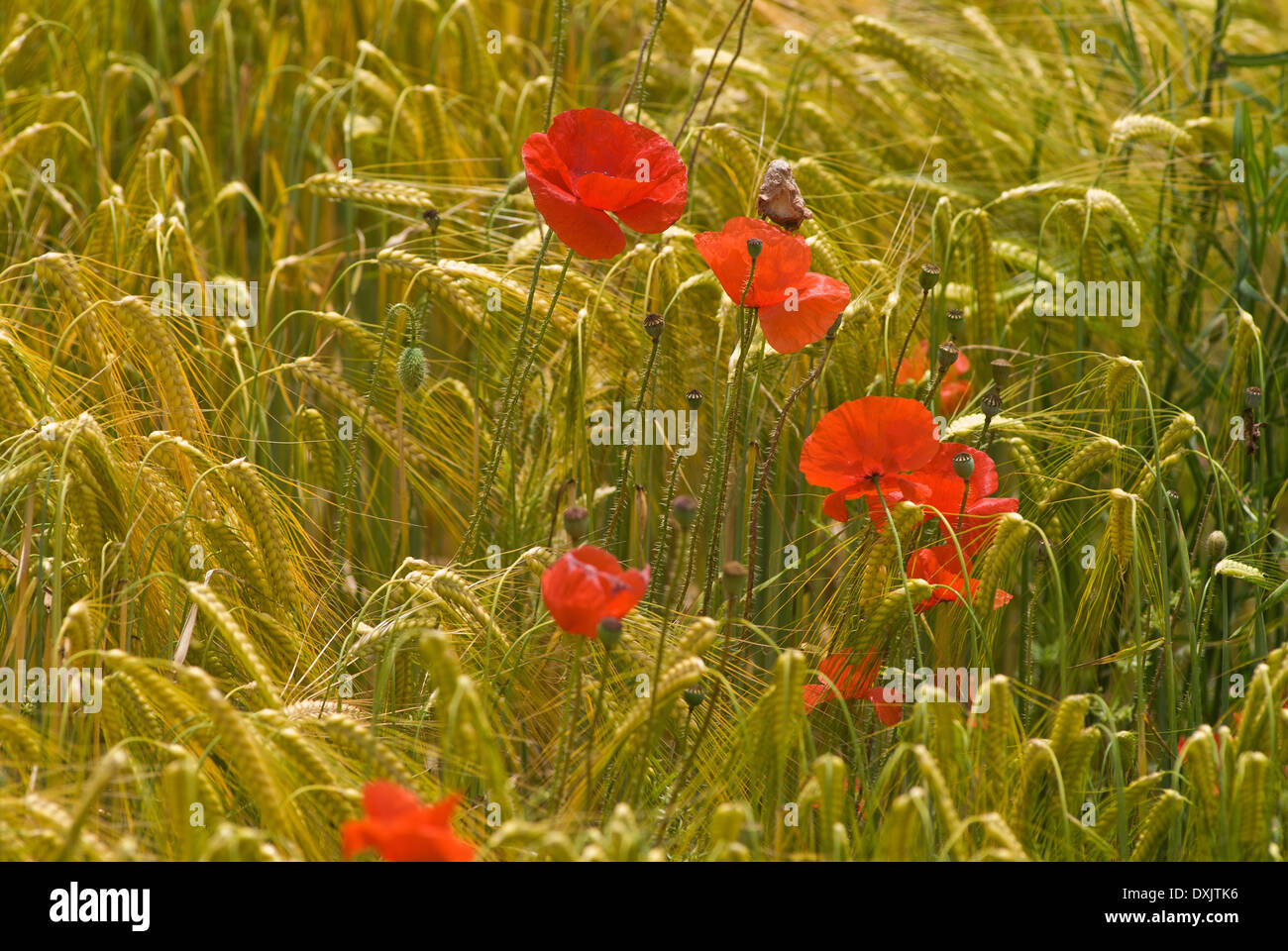 Wheat field poppy flowers hi-res stock photography and images - Alamy