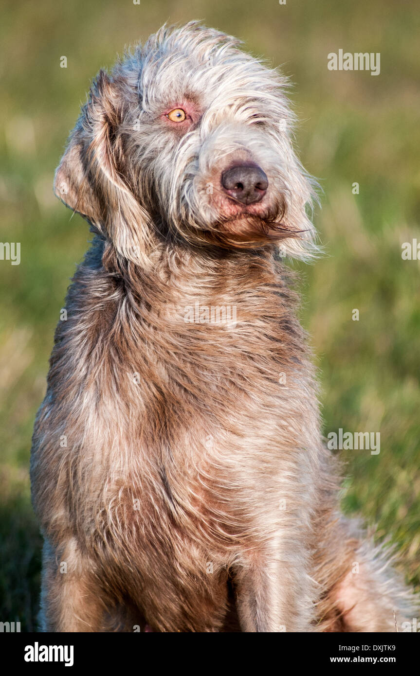 A portrait shot of a Slovak Wirehaired Pointer, or Slovakian Rough-haired Pointer dog Stock Photo