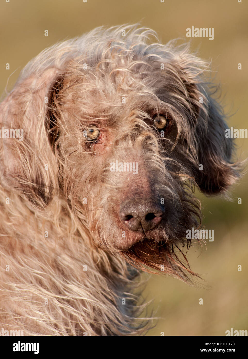 A portrait shot of a Slovak Wirehaired Pointer, or Slovakian Rough-haired Pointer dog Stock Photo