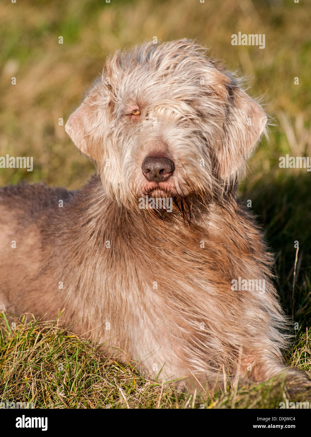 A portrait shot of a Slovak Wirehaired Pointer, or Slovakian Rough-haired Pointer dog Stock Photo