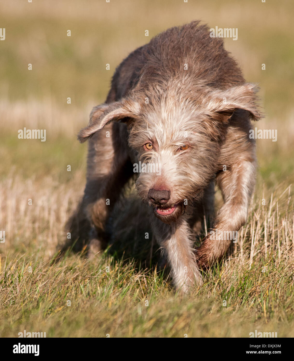 A portrait shot of a Slovak Wirehaired Pointer, or Slovakian Rough-haired Pointer dog Stock Photo