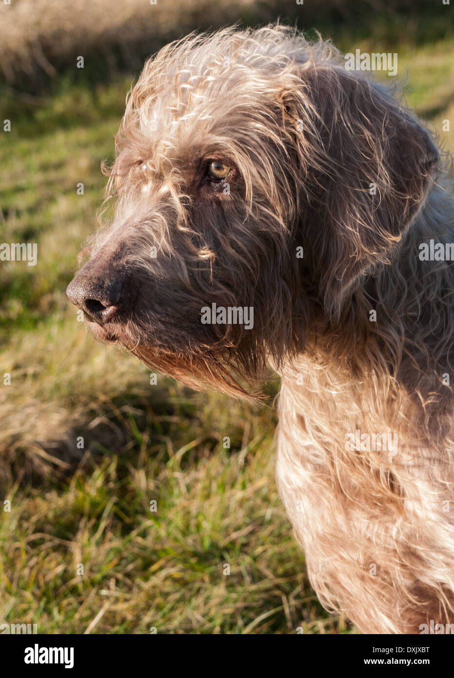 A portrait shot of a Slovak Wirehaired Pointer, or Slovakian Rough-haired Pointer dog Stock Photo