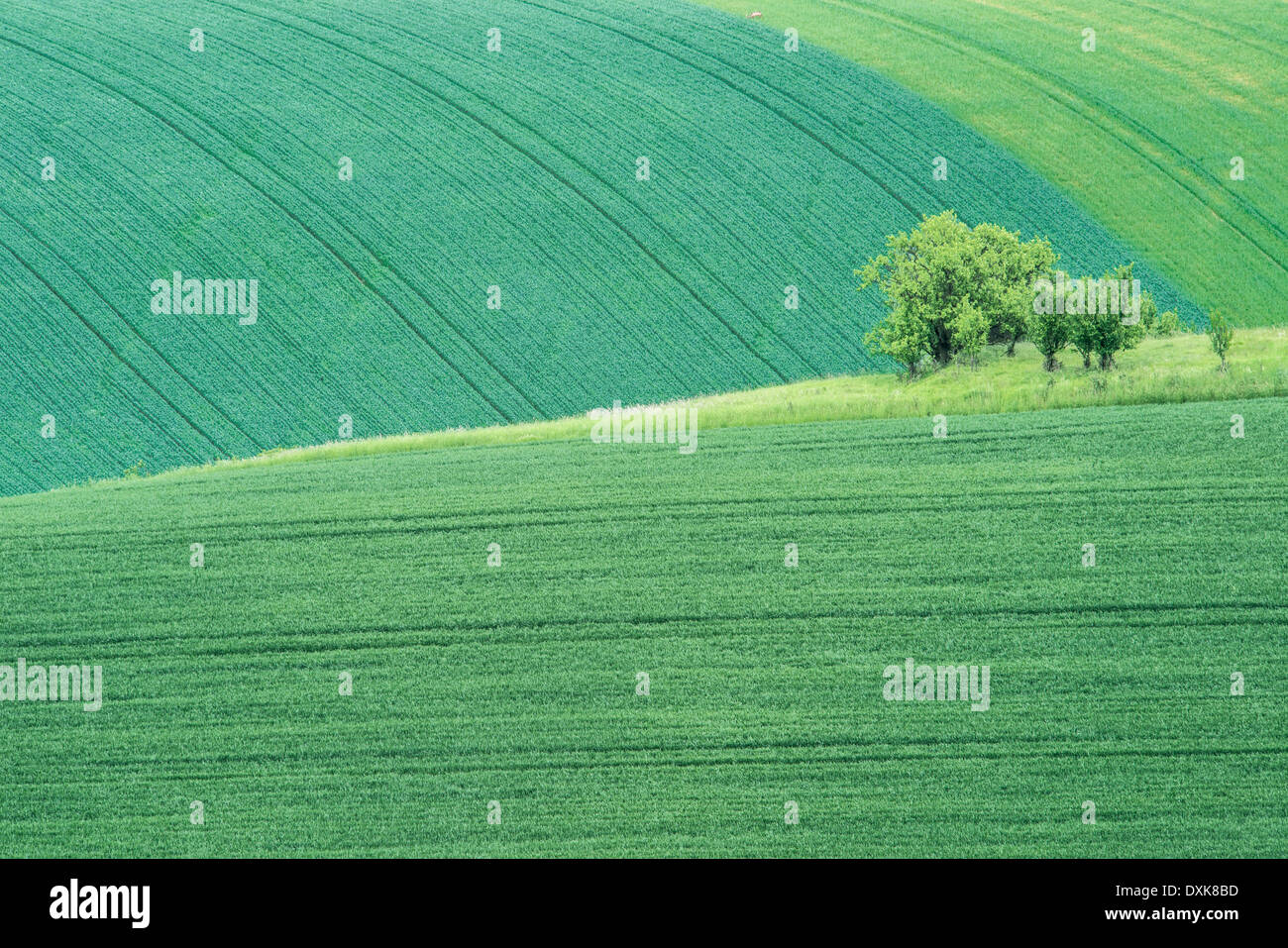 View of rolling green landscape Stock Photo