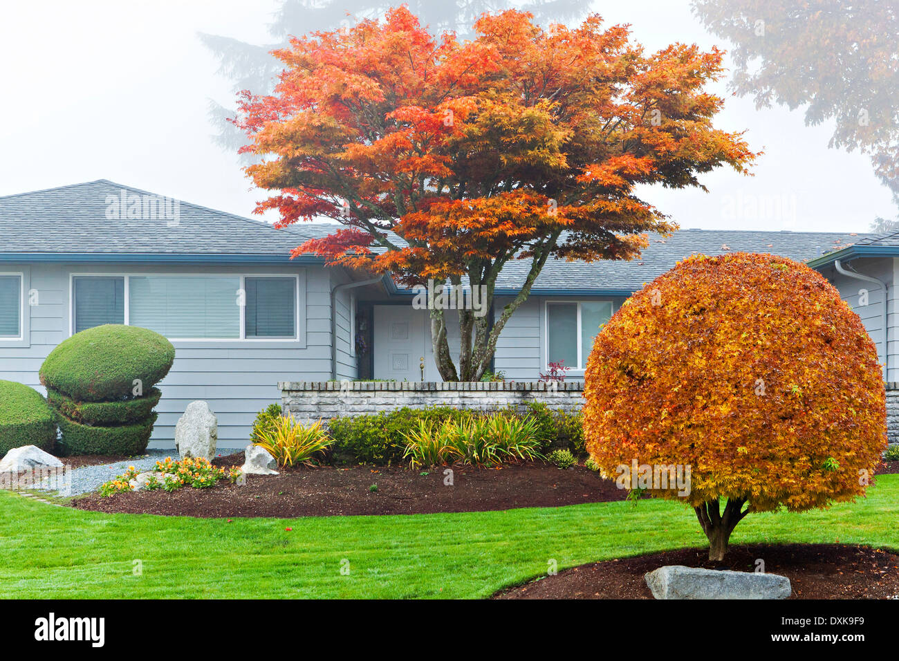 Autumn leaves on trees in front of house Stock Photo
