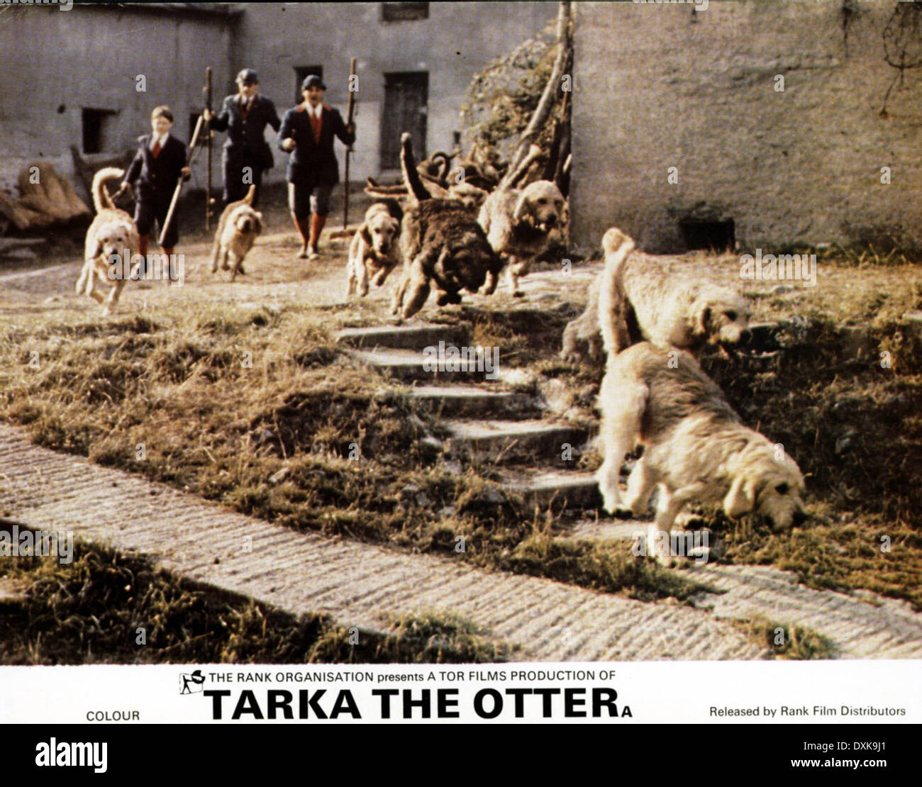 Tarka the otter hi-res stock photography and images - Alamy