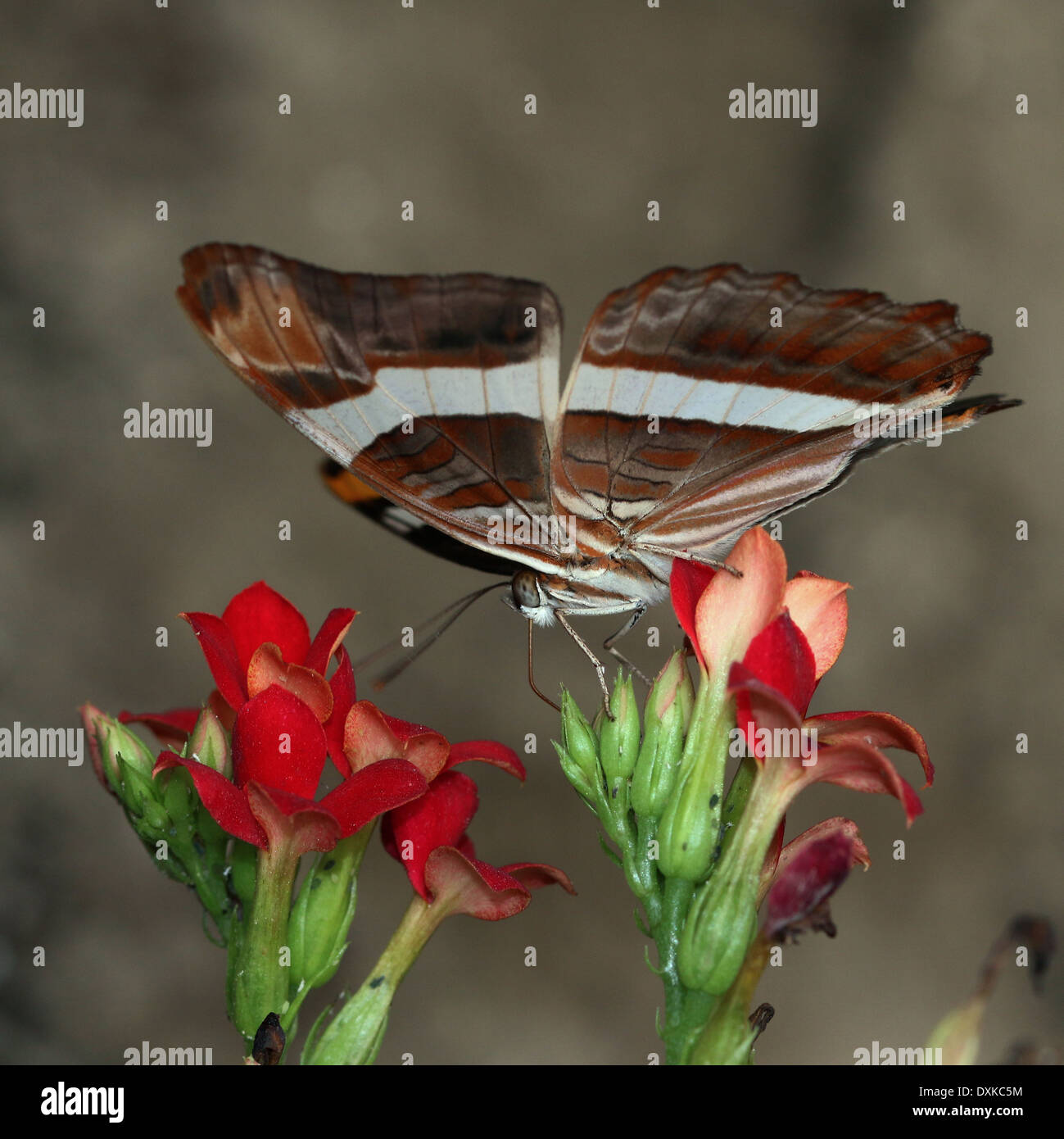 Band-celled Sister or Mexican Sister Butterfly (Adelpha fessonia ...