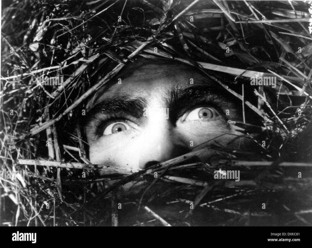 Whistle down the wind 1961 alan bates hires stock photography and images Alamy