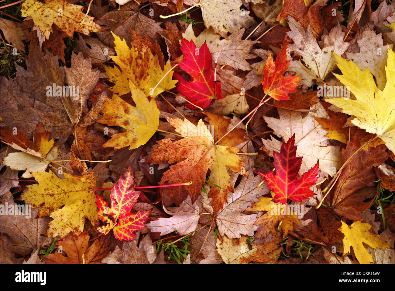 Brightly coloured autumn leaves hi-res stock photography and images - Alamy