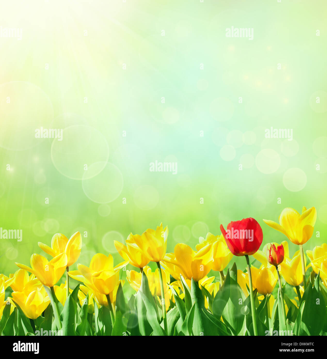 Design flowers background. Spring or summer floral nature ...