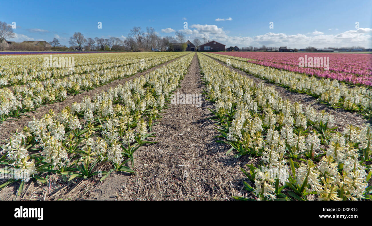 Spring time in The Netherlands: Wide angle view of colorful hyacinths, blooming at full peak at Noordwijk, South Holland. Stock Photo