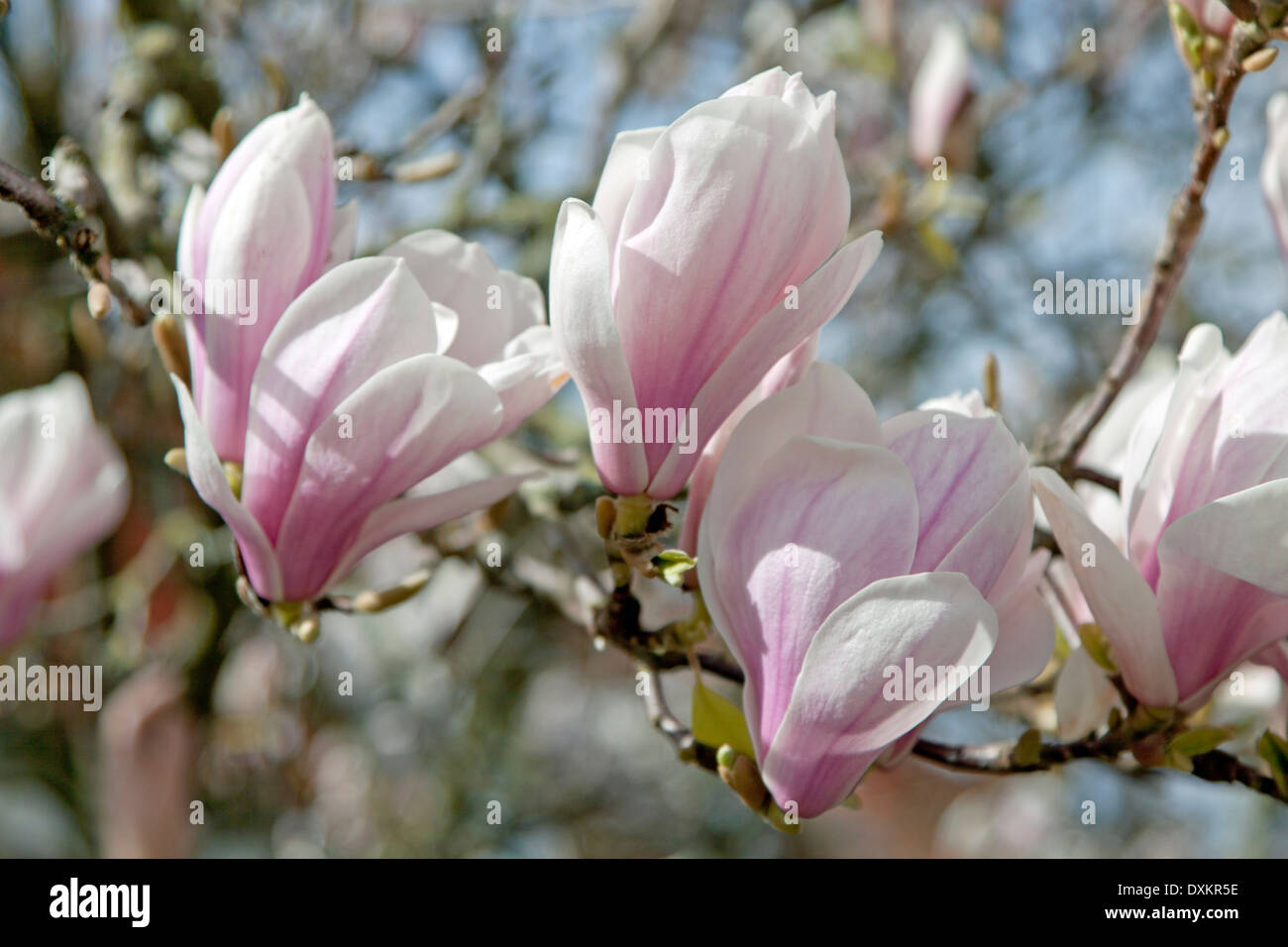 Close up budding magnolia tree hi-res stock photography and images - Alamy