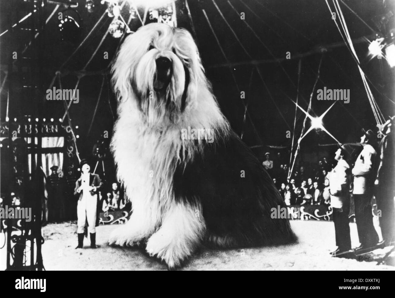 DIGBY, THE BIGGEST DOG IN THE WORLD Stock Photo - Alamy
