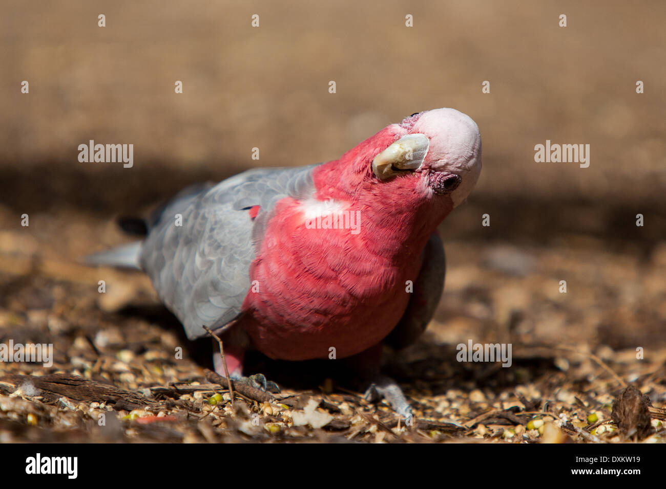 Galah wings hires stock photography and images Alamy