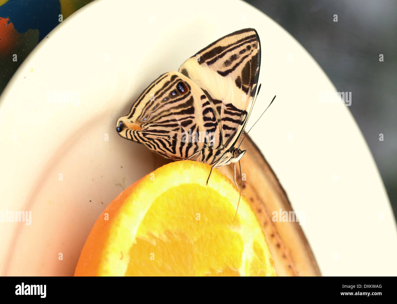 Zebra Mosaic Butterfly (Colobura dirce) ak.a. Dirce Beauty Stock Photo