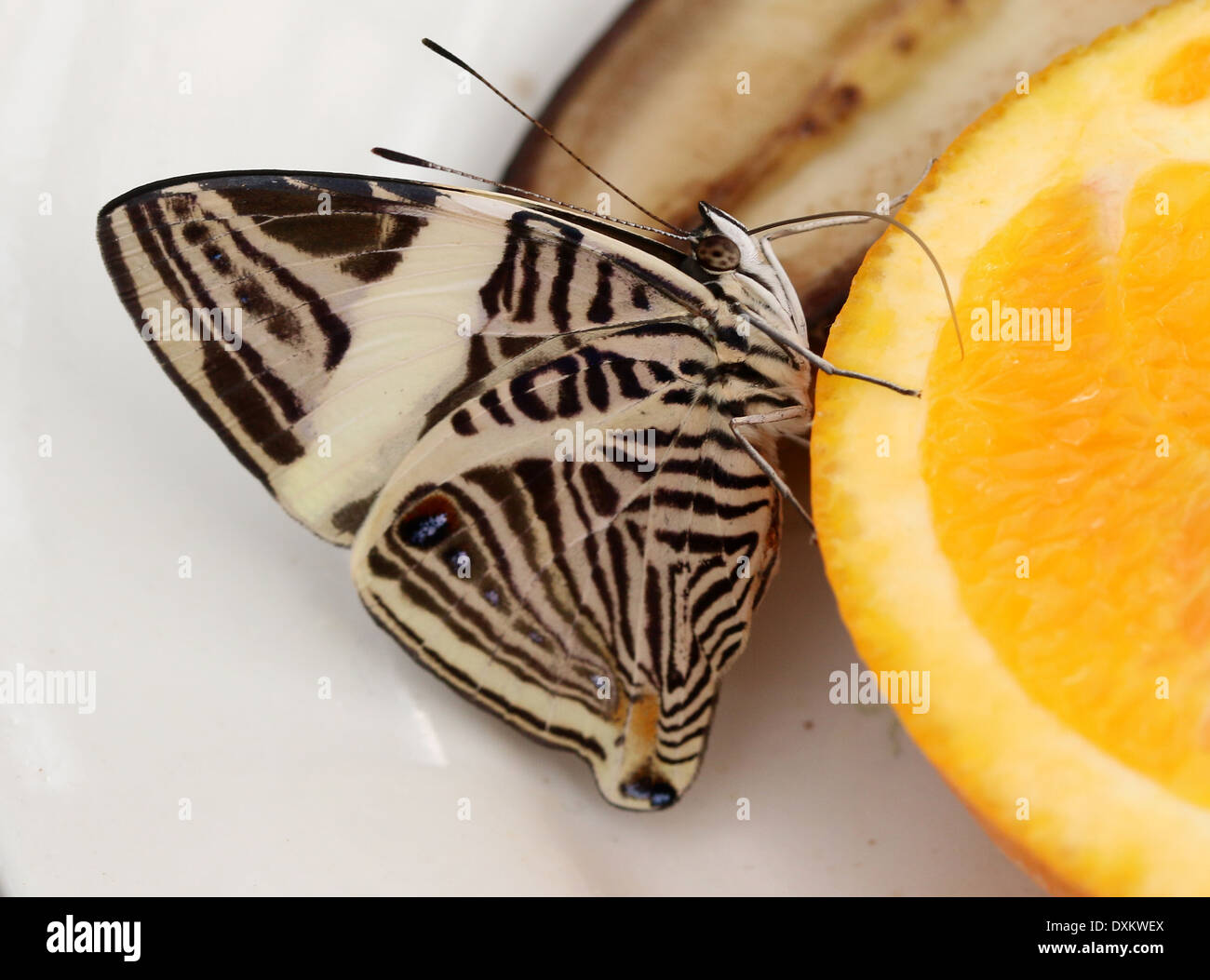 Zebra Mosaic Butterfly (Colobura dirce) ak.a. Dirce Beauty Stock Photo