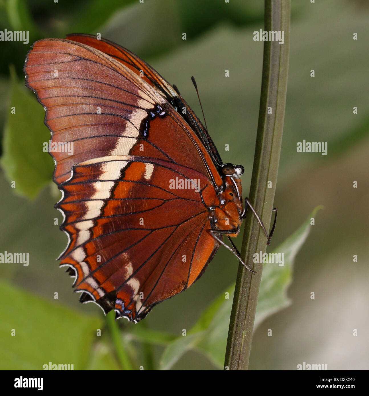 Close-up of a Rusty-tipped Page (Siproeta epaphus) a.k.a. Black and Tan Butterfly or Brown Siproeta Stock Photo