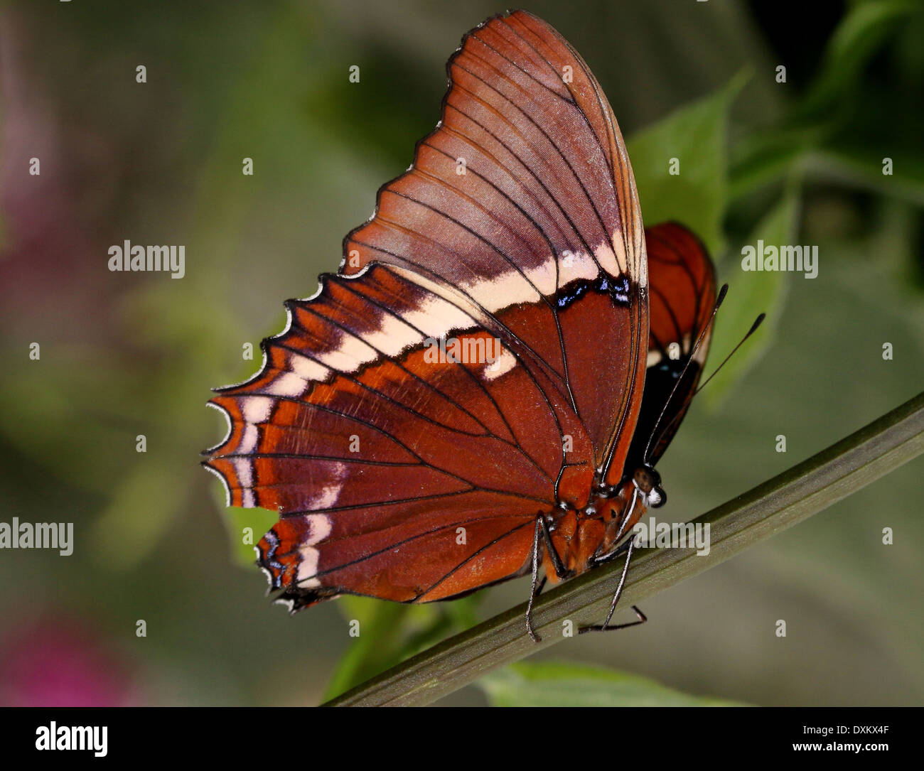 Close-up of a South American Rusty tipped Page (Siproeta epaphus) a.k.a