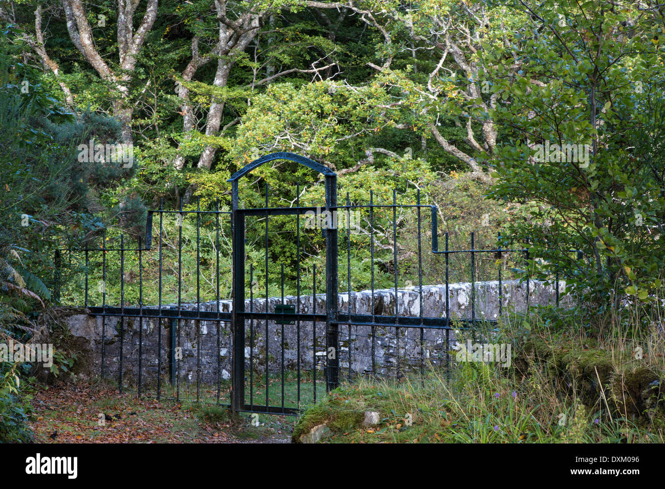 Iron gate in forest, Ardnmurchan, Scotland Stock Photo