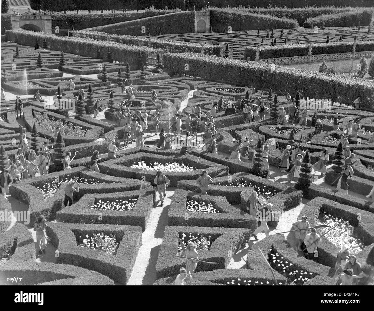 THE ELUSIVE PIMPERNEL Stock Photo Alamy