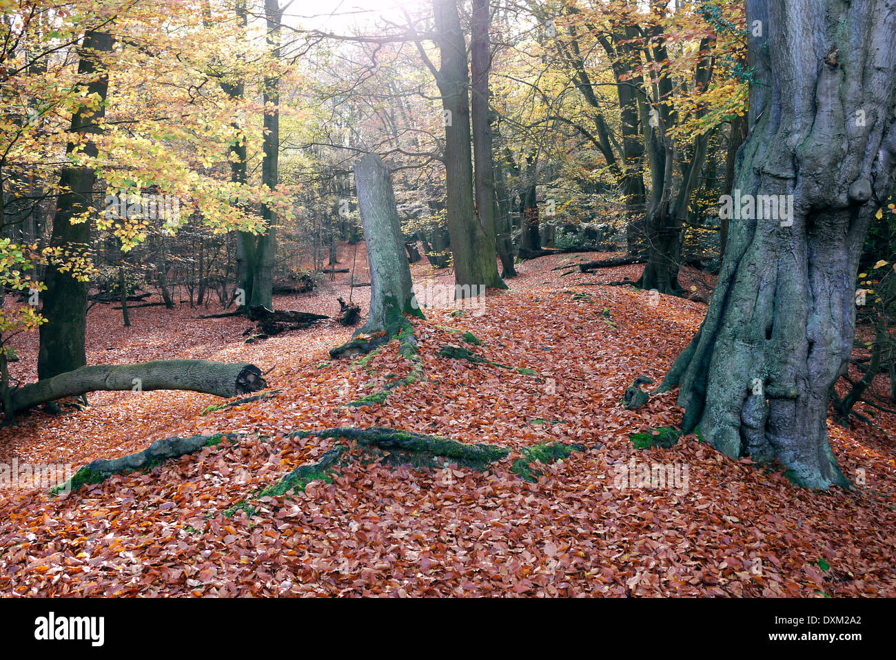 Epping forest, Epping, Essex, England, UK Stock Photo Alamy