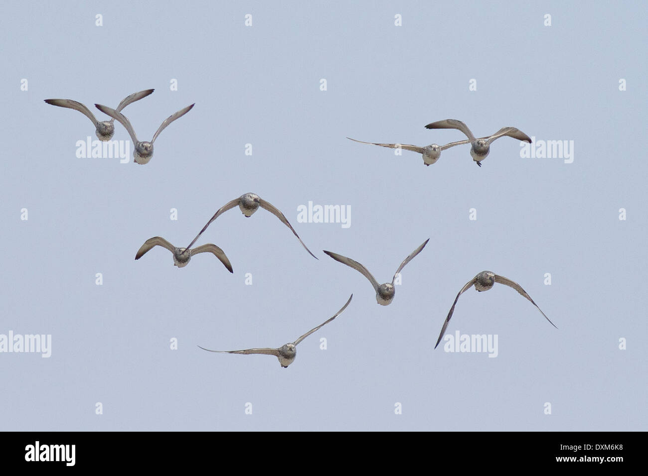 A flock of Great Knots (Calidris tenuirostris) in flight - (half bird cloned out) Stock Photo