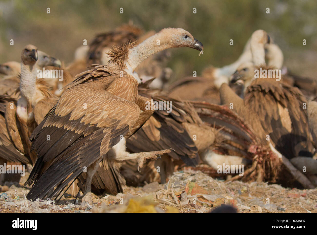 Asian birds of prey hi-res stock photography and images - Alamy