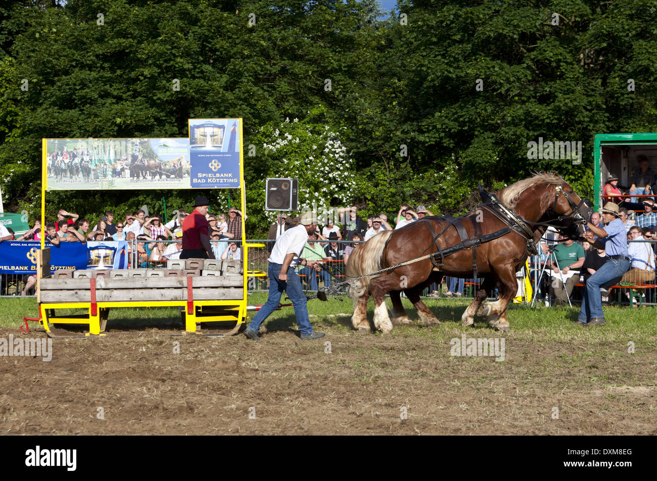 Germany, Bavaria, Bad Koetzting, Performance test for heavy horses Stock Photo