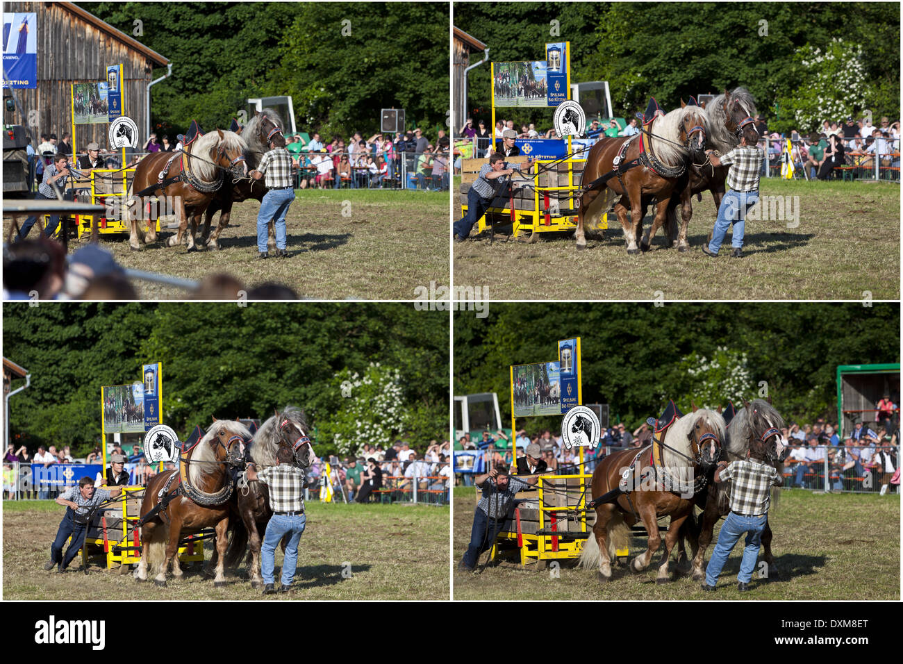 Germany, Bavaria, Bad Koetzting, Performance test for heavy horses, image sequence Stock Photo