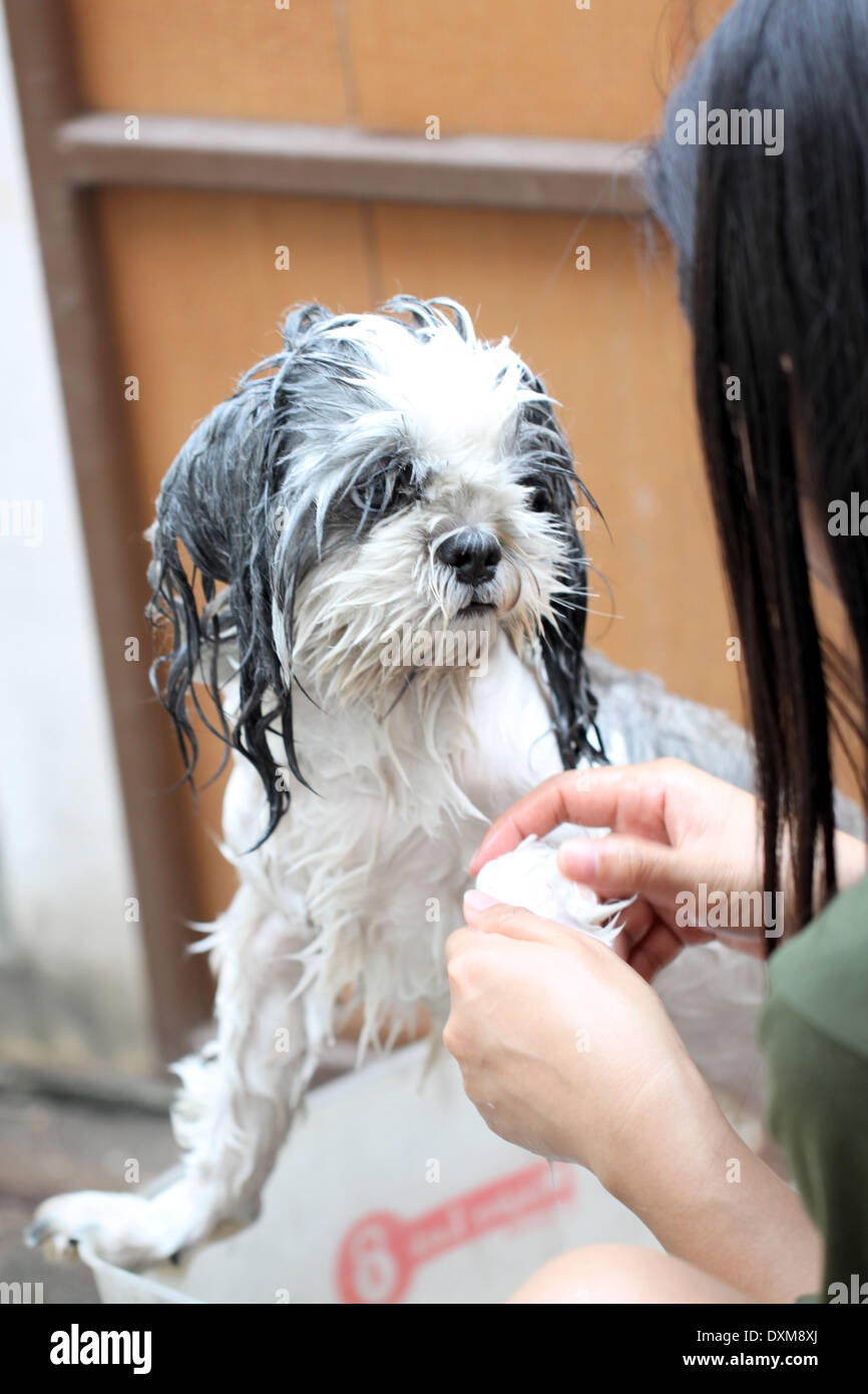 The Dog taking a shower with soap and water Stock Photo Alamy