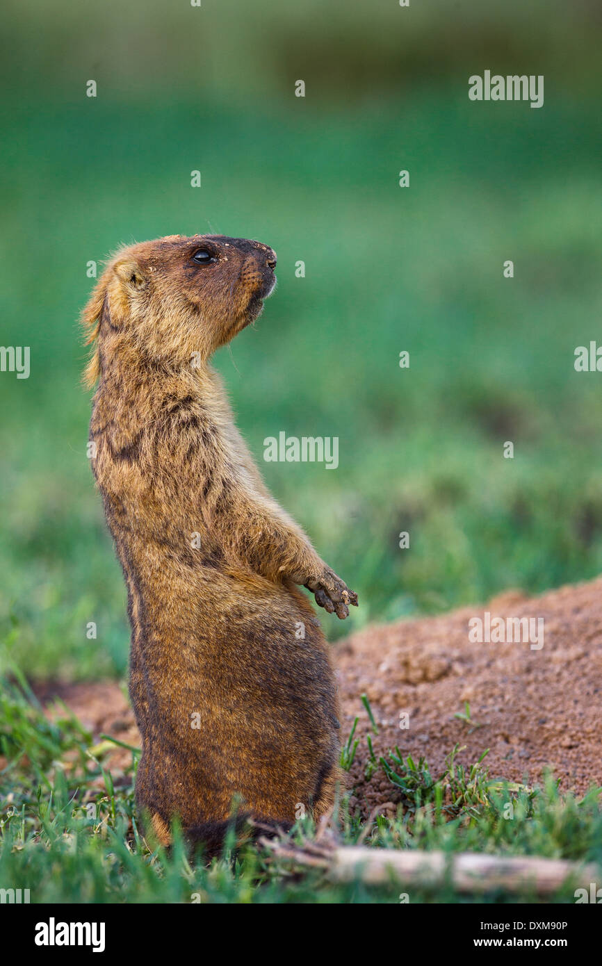 Bobak marmot (Marmota bobak) near its den Stock Photo - Alamy