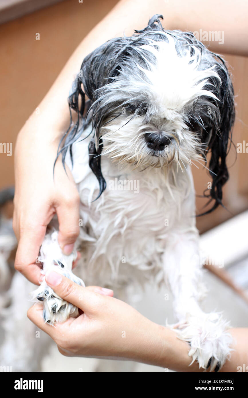 The Dog taking a shower with soap and water Stock Photo Alamy
