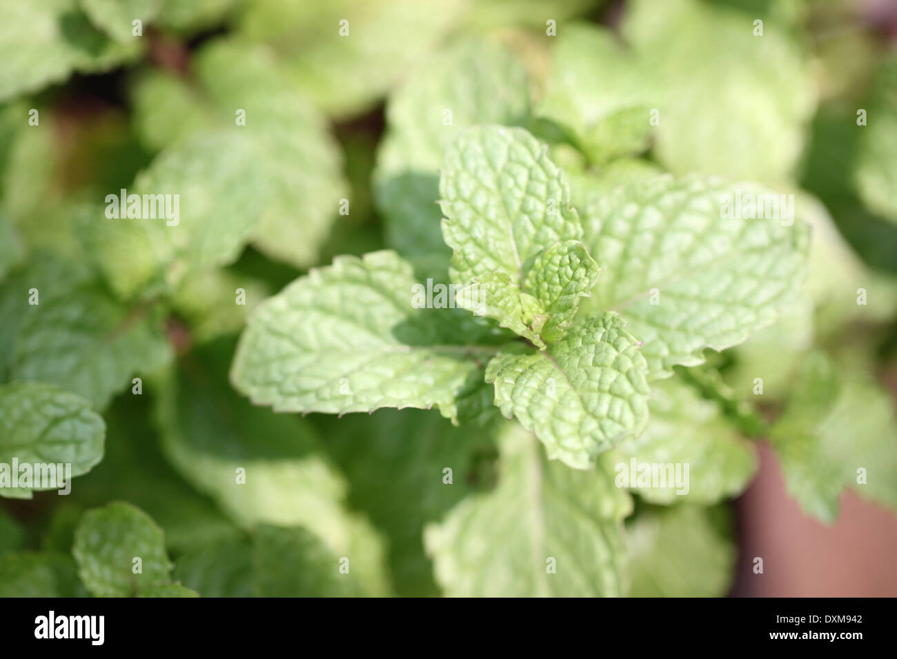 peppermint tree in the garden Stock Photo Alamy