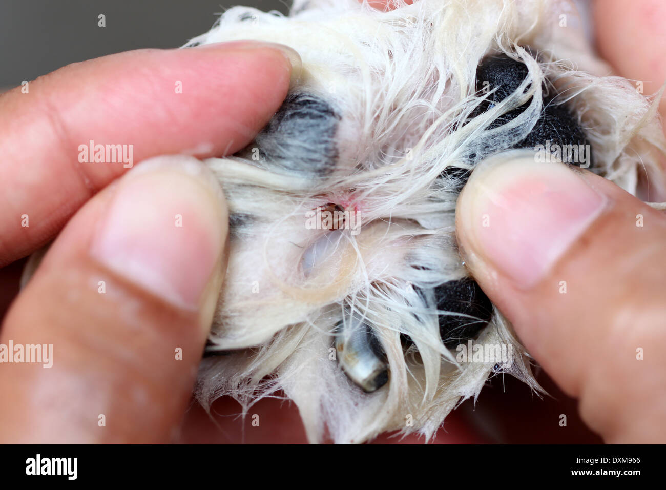 Big Ticks on a dog foot and cleaning Stock Photo Alamy