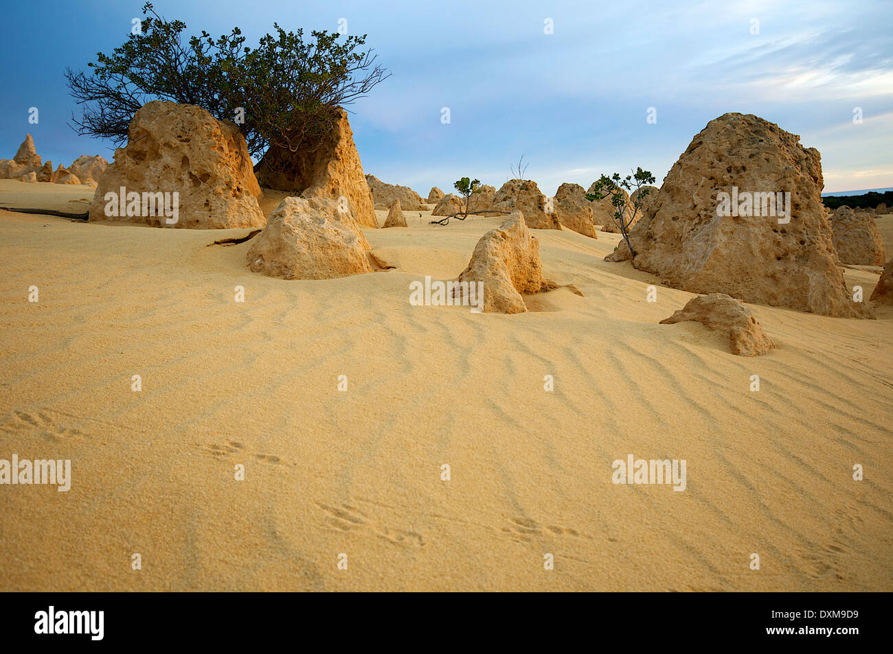 Animal footprints in the Pinnacles Desert Stock Photo