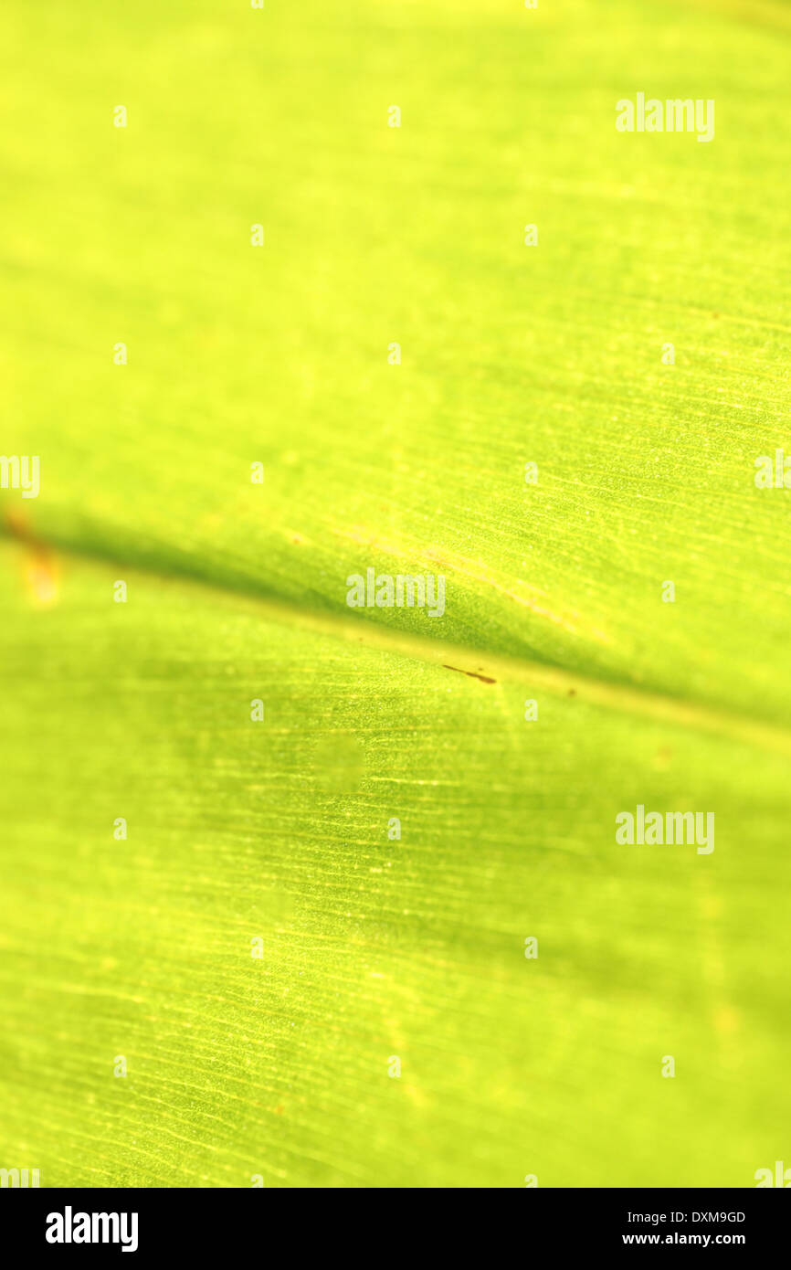 Background of macro green leaves sunlight in morning. Stock Photo