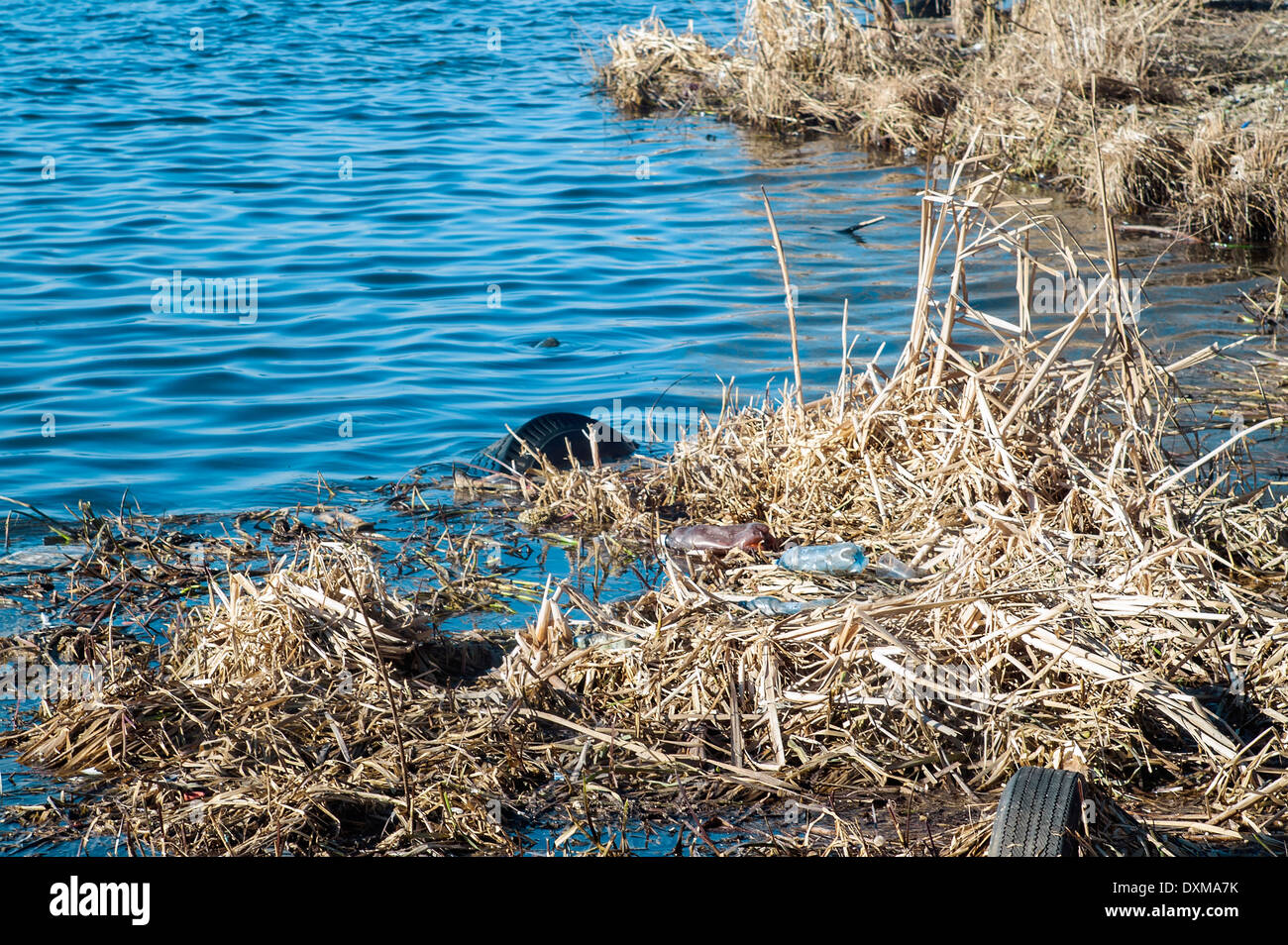 polluted water with rubbish and dry dead grass, outdoor shot Stock Photo