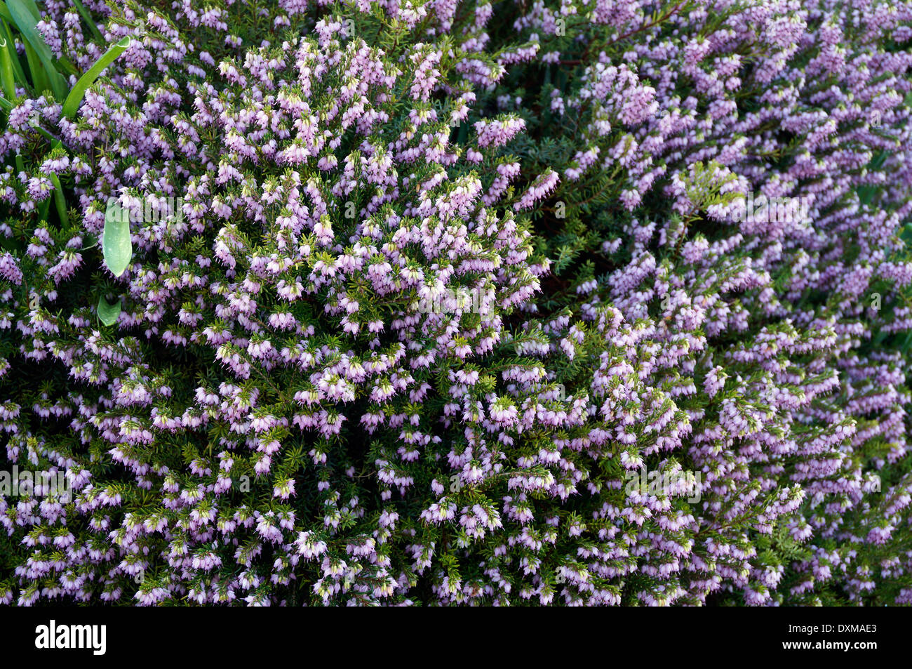 Erica (Ericas) Heathers flowering in winter & spring time Stock Photo