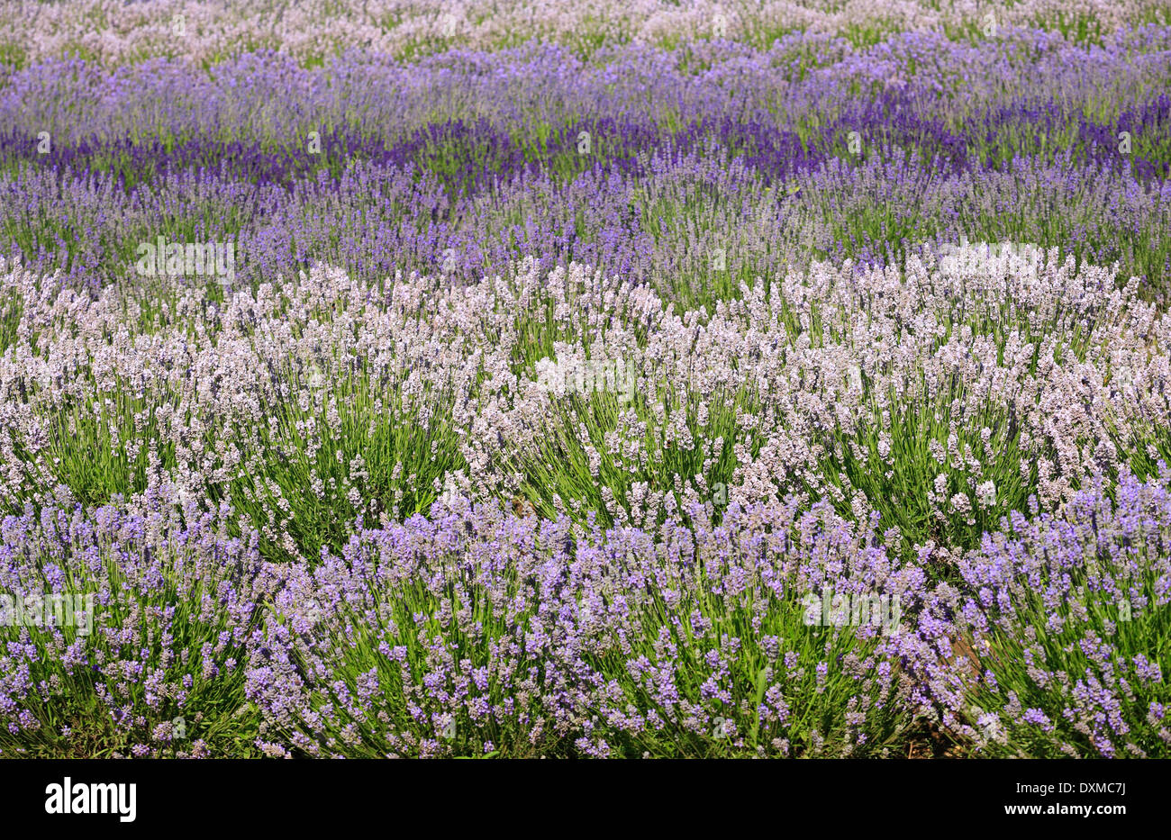 Varieties of Lavender growing at Heacham in Norfolk. Stock Photo